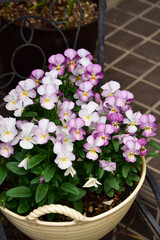 玄関先の鉢植えのビオラ