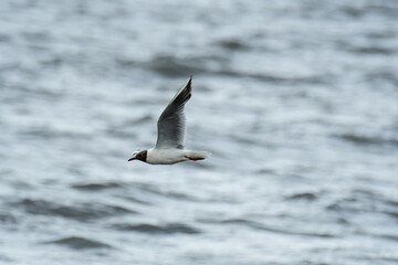 低空で飛ぶ夏のユリカモメ
