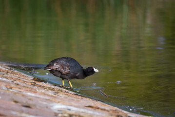 American Coot Drinking Water at El Dorado Park
