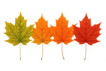 Maple leaves showing autumn color change gradient, transitioning from green to yellow, orange, and red, transparent background