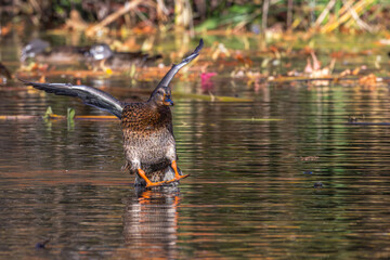 Female mallard duck landing in the water, wings spread above her.
