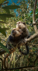 Common marmosets on tree branch – tropical wildlife behavior