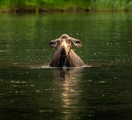 Fototapeta premium Moose Cow With Droopy Ears Lifts Head From Fishercap Lake