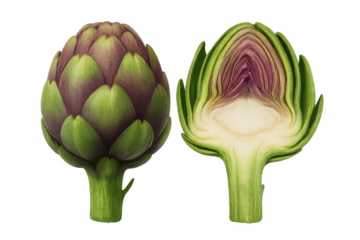 Whole and cross-section artichoke showing edible heart, raw globe artichoke vegetable, healthy fresh food on transparent background
