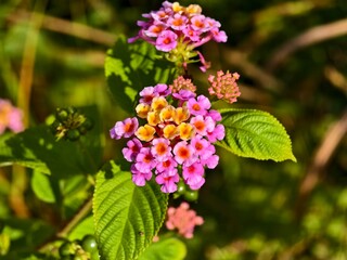 lantana camara flower in the morning