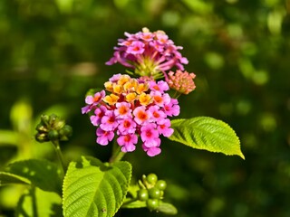 lantana camara flower in the morning