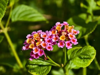 lantana camara flower in the morning