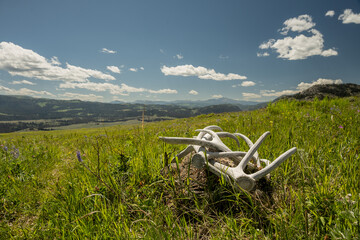 Pile Of Shed Elk Antlers Along Open Trail In Yellowstone