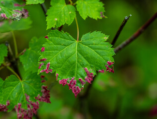 Purple Color Begins To Take Over The Bright Green Of A Broad Leaf