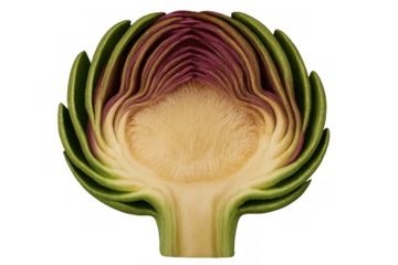 Fresh artichoke half showing inner core and purple leaves, cut vegetable representing healthy eating and raw organic food ingredients