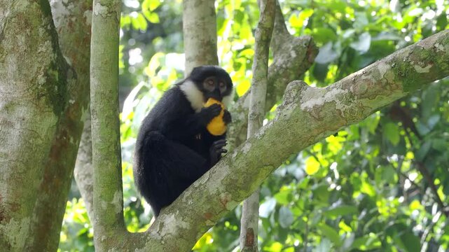 A black and white monkey close up. Black and white colobus or Mantled guereza (Colobus guereza) in african rainforest. Primate eats young shoots and leaves.