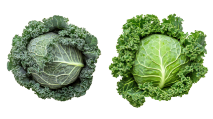Fresh cabbage and kale with green leaves overhead two sets side by side on transparent background