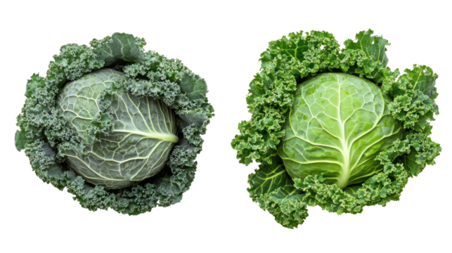 Fresh cabbage and kale with green leaves overhead two sets side by side on transparent background
