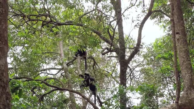 A black and white monkey close up. Black and white colobus or Mantled guereza (Colobus guereza) in african rainforest. Primate eats young shoots and leaves.