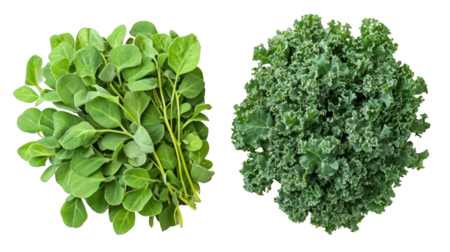 Fresh fenugreek leaves and kale overhead two sets side by side on transparent background