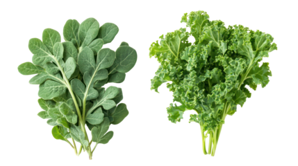 Fresh fenugreek leaves and kale overhead two sets side by side on transparent background