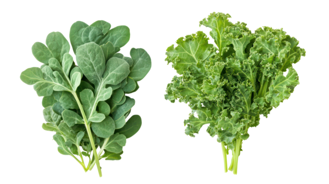 Fresh fenugreek leaves and kale overhead two sets side by side on transparent background