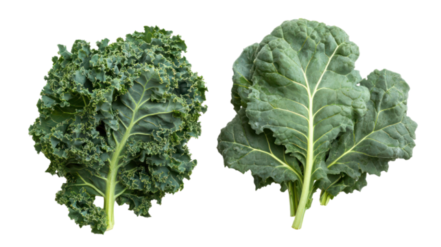 Two fresh kale leaves side by side isolated on transparent background