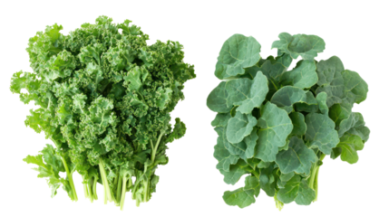 Fresh picked moringa leaves and moringa leaf powder in neat piles on transparent background