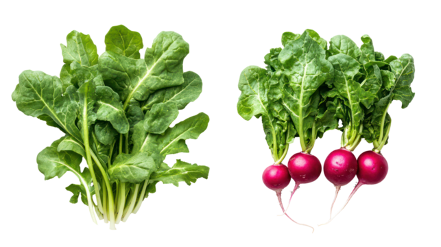 Fresh picked moringa leaves and moringa leaf powder in neat piles on transparent background
