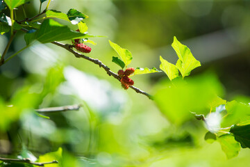 Mulberry fruit on the tree with green leaves in the garden
