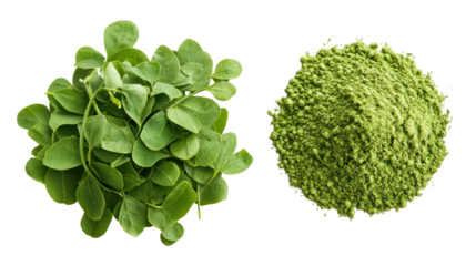 Fresh picked moringa leaves and moringa leaf powder in neat piles on transparent background
