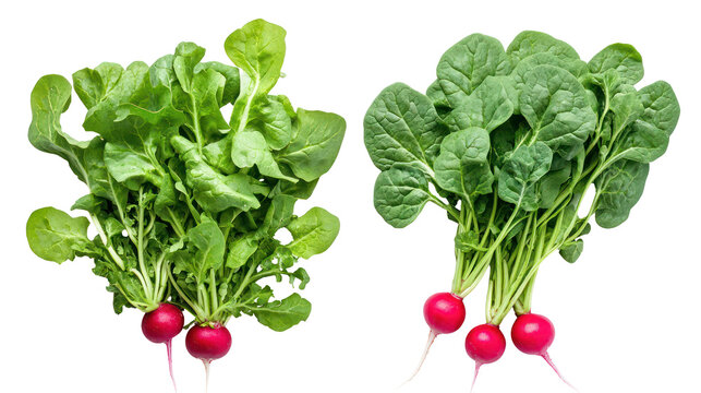 Two bunches of fresh radishes with green leaves isolated on transparent background