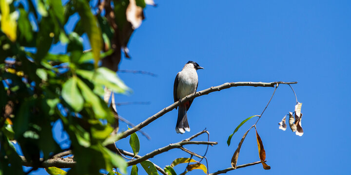 A Bulbul bird perched on tree