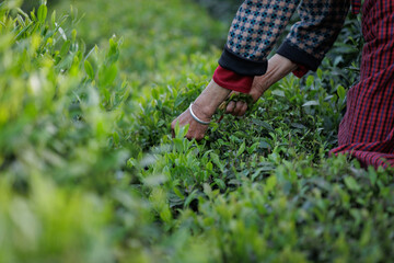 Granny picking green tea shoots  in spring tea farm