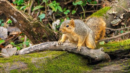 An eastern fox squirrel, Sciurus niger, perched on a moss-covered log in Northern Indiana
