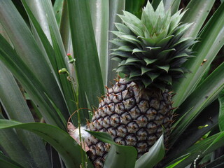 Obraz premium Fresh tropical pineapple fruit growing on a plant in a natural, organic garden plantation, juicy and sweet for a healthy diet