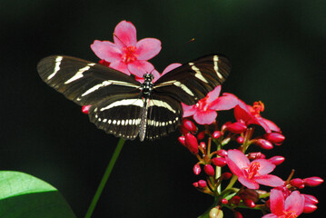 butterflies-florida-close-up-beautiful-black-white-zebra-longwing-red-flowers