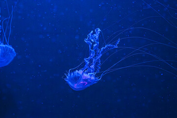 Chrysaora achlyos or black sea nettle jellyfish drifting gracefully in deep blue water with illumination of aquarium. Animal, aquatic organism, underwater life, biodiversity