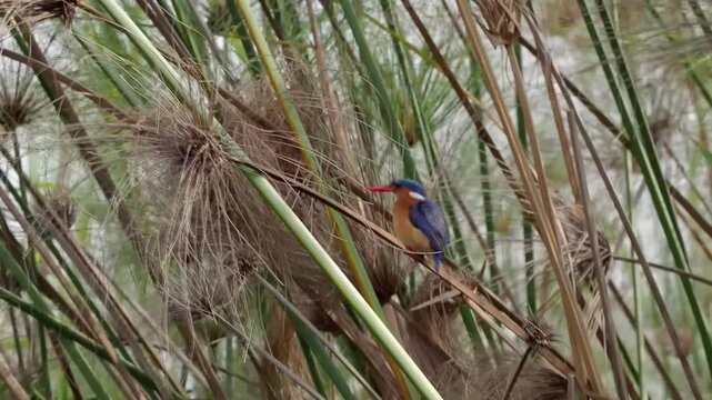 Amazing birding in african wilderness. A close-up view of malachite kingfisher (Corythornis cristatus)
