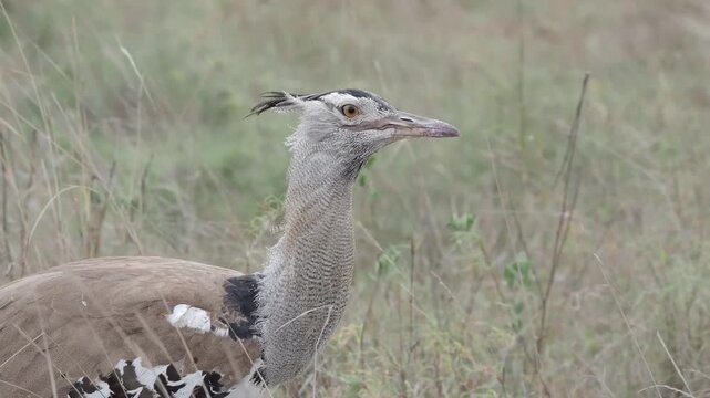 The kori bustard (Ardeotis kori) is the largest flying bird native to Africa. It is a member of the bustard family, which all belong to the order Otidiformes and are restricted in distribution to the 