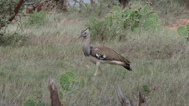 The kori bustard (Ardeotis kori) is the largest flying bird native to Africa. It is a member of the bustard family, which all belong to the order Otidiformes and are restricted in distribution to the 