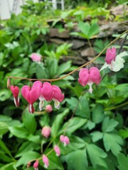 Bleeding hearts bush