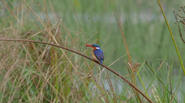 Amazing birding in african wilderness. A close-up view of malachite kingfisher (Corythornis cristatus)