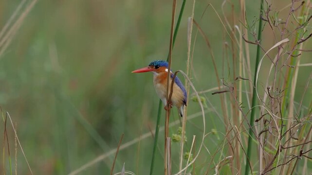 Amazing birding in african wilderness. A close-up view of malachite kingfisher (Corythornis cristatus)