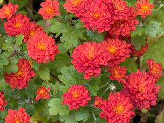 red and yellow dahlia flowers