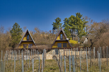 Malerische Weinberge an Saale und Unstrut, Historisches Weinanbaugebiet Mitteldeutschland, Naumburg, Freyburg, Kulturlandschaft, Burgenlandkreis, Sachsen Anhalt, Deutschland