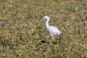 A juvenile little blue heron among vegetation in a wetland.