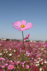 Obraz premium pink cosmos flower