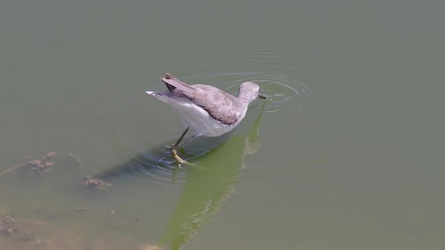 The long-toed lapwing (Vanellus crassirostris), also known as the long-toed plover, is a species of wading bird in the lapwing subfamily, within the family Charadriidae. It is mainly sedentary and fou