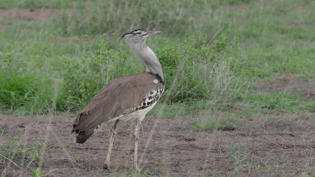 The kori bustard (Ardeotis kori) is the largest flying bird native to Africa. It is a member of the bustard family, which all belong to the order Otidiformes and are restricted in distribution to the 