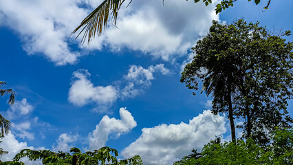 Fototapeta premium view of trees, cloudy sky background in the countryside.