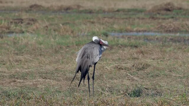 The wattled crane (Grus carunculata). A bird on the ground with its back to the camera.