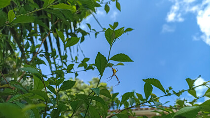 Abstract, green leaves against blue sky