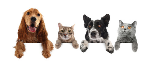 Obraz premium Cute cats and dogs peeking out of banner with paws on it. White background