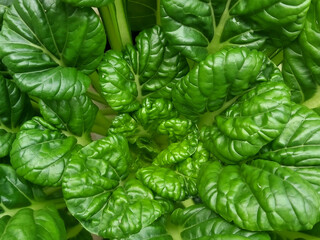 Vibrant Greens: The Beauty of Fresh Vegetation